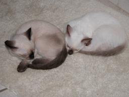 kittens - 071307 13